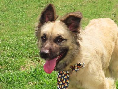 Jamie Lee 26C-224, German Shepherd Dog, young, available for adoption