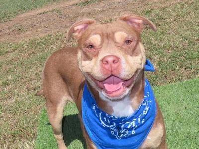 A brown dog with a blue bandana around its neck, standing on grass and looking at the camera with its tongue out.