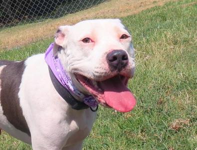 Hamburglar 26C-233, Pit Bull Terrier, young, available for adoption