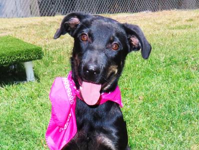 Lexi 26C-215B, Australian Kelpie, puppy, available for adoption