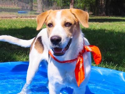Gizmo 26C-240, American Foxhound / Harrier, puppy, available for adoption