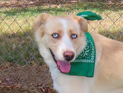 Alice 26C-226, Husky / Australian Shepherd, puppy, available for adoption