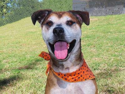 McCoy 26C-251, American Staffordshire Terrier / Hound, senior, available for adoption