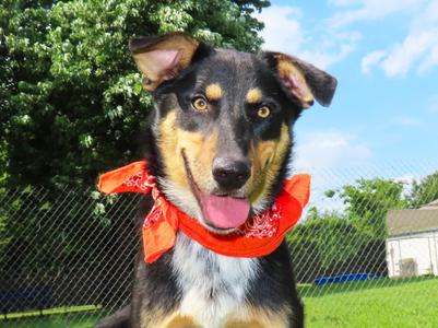 Clark 26C-148, Australian Shepherd / Australian Kelpie, puppy, available for adoption