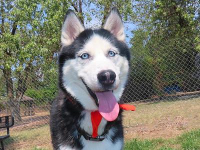 Maverick 26C-229, Siberian Husky, adult, available for adoption