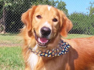 Luke 26C-254B, Golden Retriever, adult, available for adoption