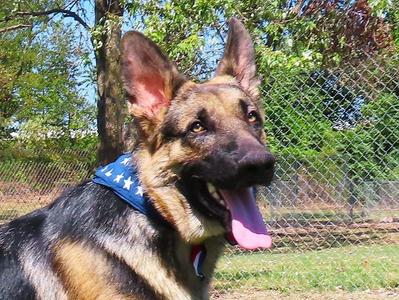 Nash 26-CP1, German Shepherd Dog, puppy, available for adoption
