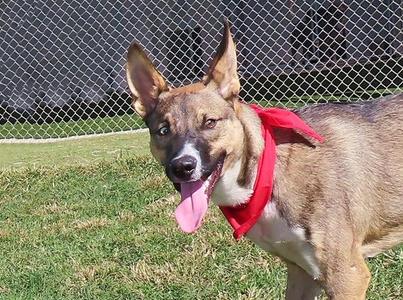 Astro 26C-261, Belgian Shepherd / Malinois / Husky, puppy, available for adoption