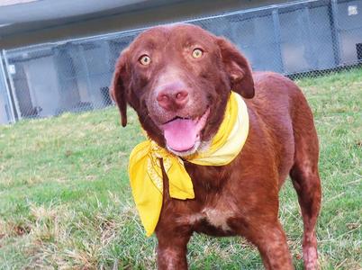 Buttercup 26C-244B, Chocolate Labrador Retriever, young, available for adoption