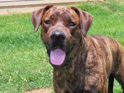 Flower 25C-89B, Plott Hound / Great Dane, young, available for adoption
