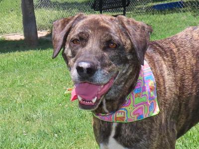 A brown brindle dog wearing a colorful bandana, standing in a grassy area.