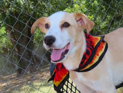 Chip 26C-177, Labrador Retriever, puppy, available for adoption