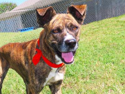 Durango 26C-239, Mountain Cur, young, available for adoption