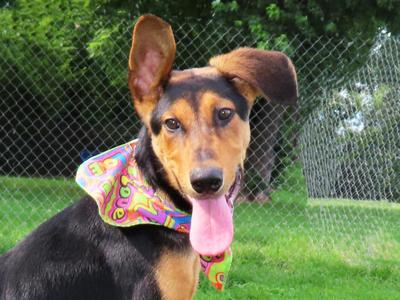 Flip Flop 26C-153, Doberman Pinscher, puppy, available for adoption