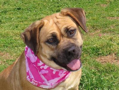 A brown dog wearing a pink bandana, sitting on grass
