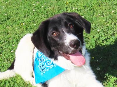 Bogie 26C-135A, Great Pyrenees / Labrador Retriever, puppy, available for adoption