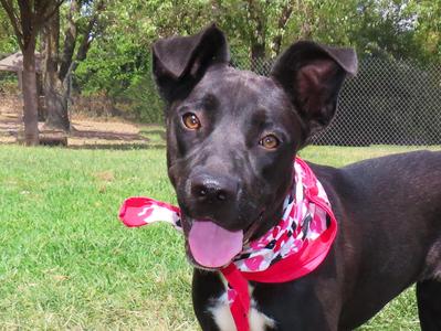 Delta 26C-221, Australian Kelpie, puppy, available for adoption