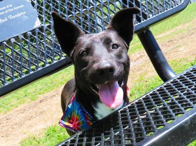 Christy 26C-20A, Australian Kelpie, young, available for adoption
