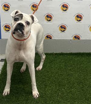 *Nani, Boxer, senior, available for adoption