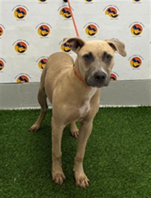 *Joker, Pit Bull Terrier, young, available for adoption