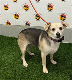 BELLATRIX, Chihuahua - Smooth Coated Mix, adult, available for adoption