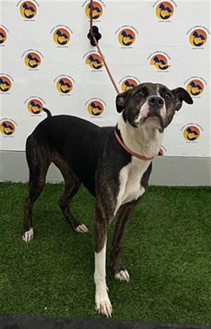 CLANCY, Mixed Breed, young, available for adoption