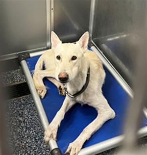 *Koda, Mixed Breed, available for adoption
