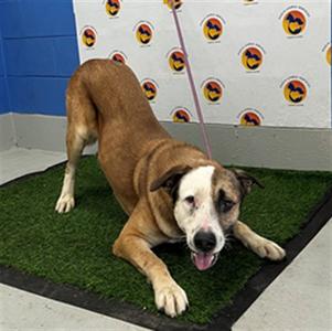 BERNARD, Mixed Breed, adult, available for adoption