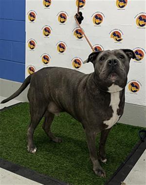 CHIP, Pit Bull Terrier Mix, adult, available for adoption
