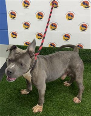 BROCK, Bulldog Mix, adult, available for adoption