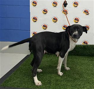 ADELA, Mixed Breed, adult, available for adoption