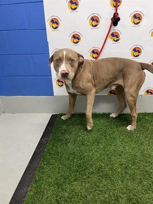 CHAD, Mixed Breed, adult, available for adoption