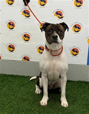APOLLO, Mixed Breed, available for adoption