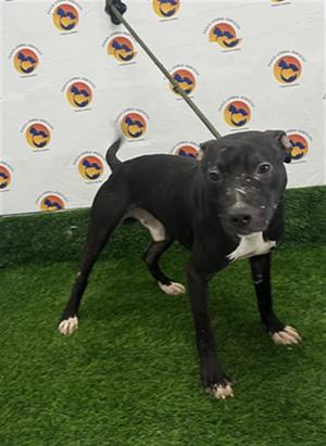CANE, Pit Bull Terrier Mix, available for adoption