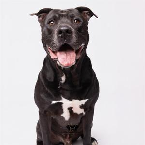 A black pit bull type dog with white markings on its chest, facing the camera with its tongue hanging out.