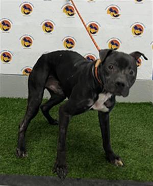 BANKS, Mixed Breed, young, available for adoption