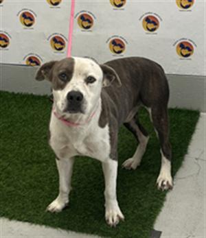 BANDIT, Mixed Breed, adult, available for adoption
