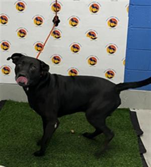 BOBBY, Mixed Breed, adult, available for adoption
