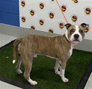 CHESTER, Pit Bull Terrier, young, available for adoption