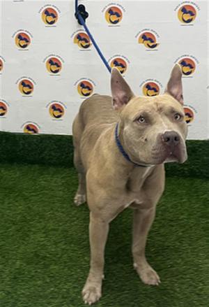 BORIS, Mixed Breed, young, available for adoption