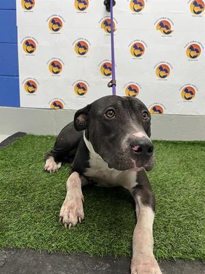 AUGUST, Mixed Breed, young, available for adoption