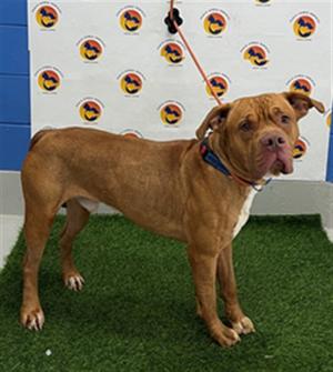 BLUE, Mixed Breed, adult, available for adoption