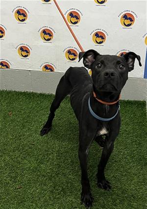*Junior, Mixed Breed, available for adoption