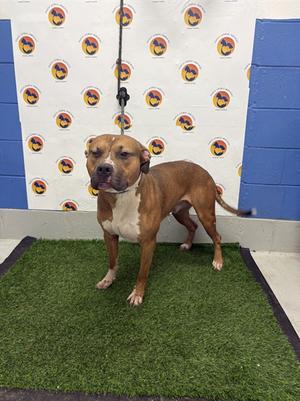 ARES, Mixed Breed, adult, available for adoption