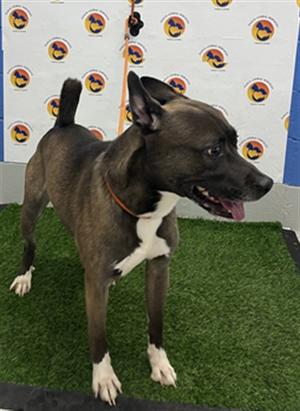 ASHER, Akita Mix, available for adoption