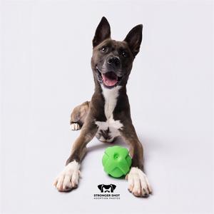 A brown and white dog lying on a white background with a green ball in front of it.