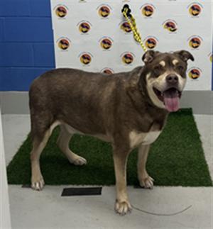 BIG OLD DUDE, Mixed Breed, senior, available for adoption