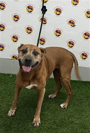 ANNA, Mixed Breed, senior, available for adoption