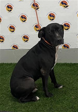 BUBBA, Labrador Retriever and Pit Bull Terrier, young, available for adoption
