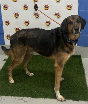 *Duke, Mixed Breed, senior, available for adoption
